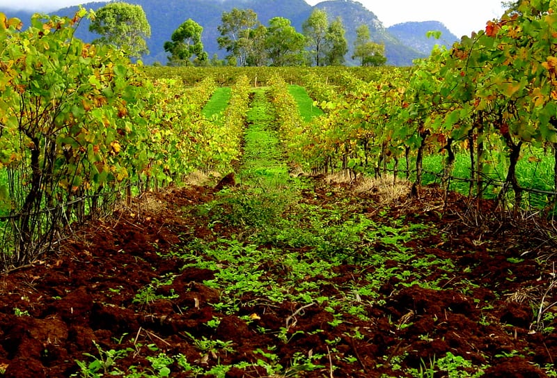 The Hunter Valley, Sydney